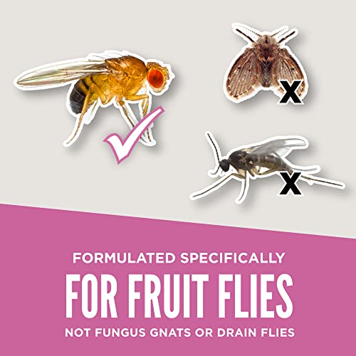 Aunt Fannie's FlyPunch Fruit Fly Trap (Single): for Indoor and Kitchen Use, Made with Plant Based Ingredients, Packaging May Vary-UPStoxs