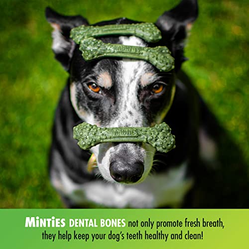 Minties Dental Chews for Dogs, 80 Count, Vet-Recommended Mint-Flavored Dental Treats for Tiny/Small Dogs 5-24 lbs, Dental Bones Clean Teeth, Fight Bad Breath, and Removes Plaque and Tartar-UPStoxs