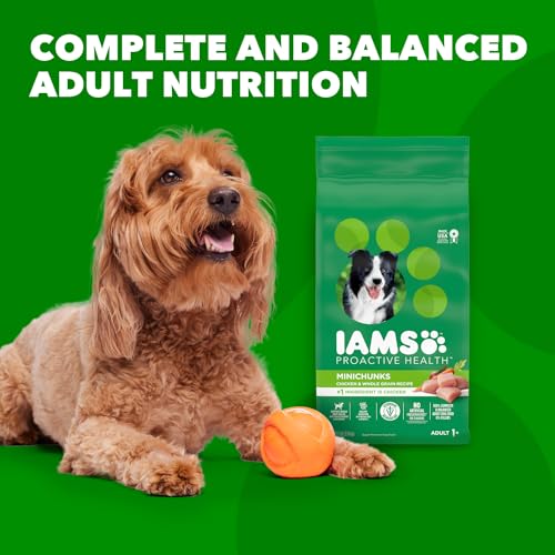 IAMS Adult Minichunks Small Kibble High Protein Dry Dog Food with Real Chicken, 30 lb. Bag,(Packaging may vary)-UPStoxs