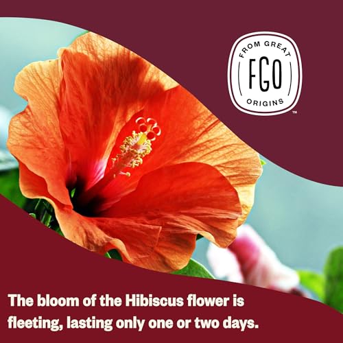 FGO Organic Hibiscus Tea, Eco-Conscious Tea Bags, 100 Count, Packaging May Vary (Pack of 1)-UPStoxs