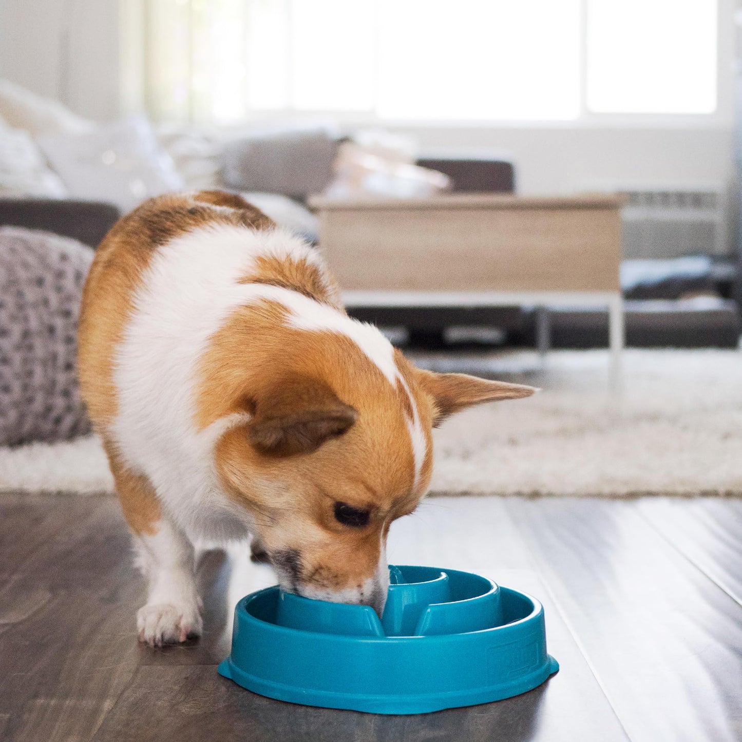 Outward Hound Fun Feeder Slo Bowl, Slow Feeder Dog Bowl, Medium/Mini, Turquoise-UPStoxs