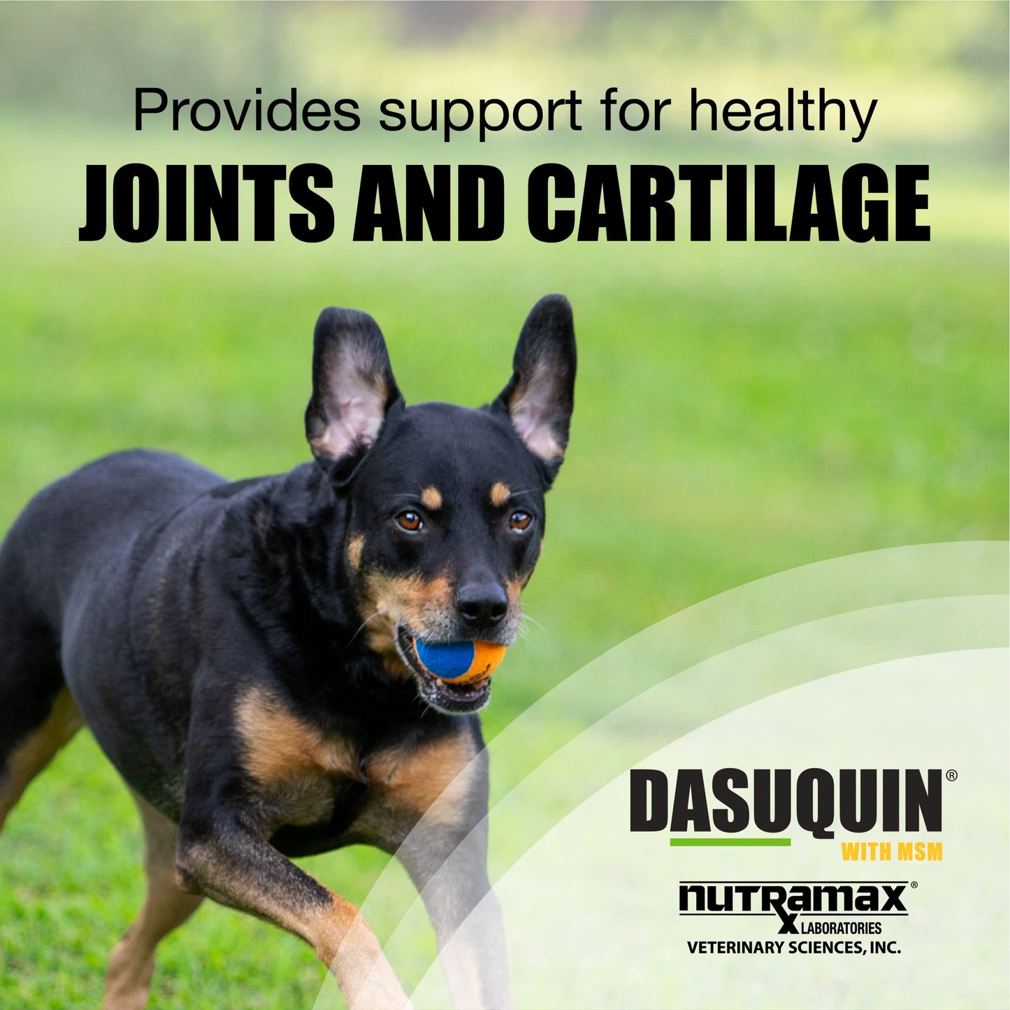 Nutramax Laboratories Dasuquin with MSM Joint Health Supplement for Large Dogs - With Glucosamine, MSM, Chondroitin, ASU, Boswellia Serrata Extract, and Green Tea Extract, 150 Soft Chews-UPStoxs